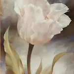 Rtsh * 地拉那
